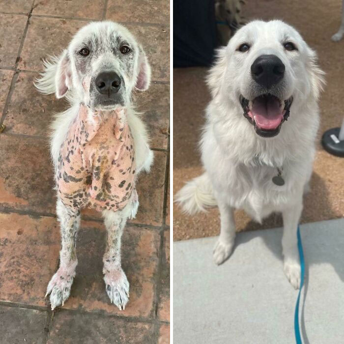 Perrito antes y después del rescate