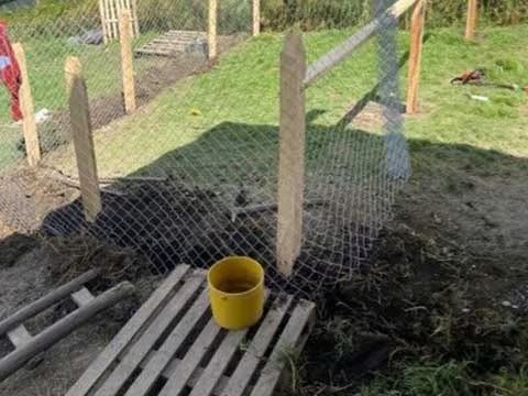 Perritos en el refugio esperando adopción