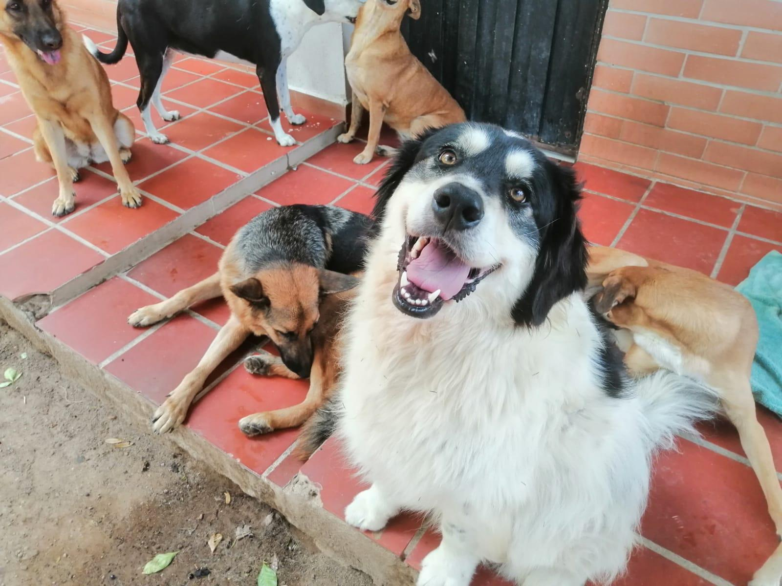 Perritos rescatados en el refugio