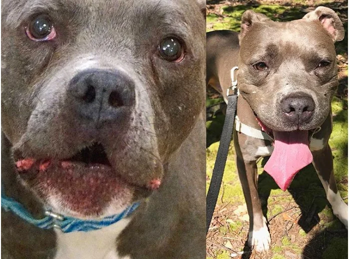 Perrito antes y después de ser rescatado