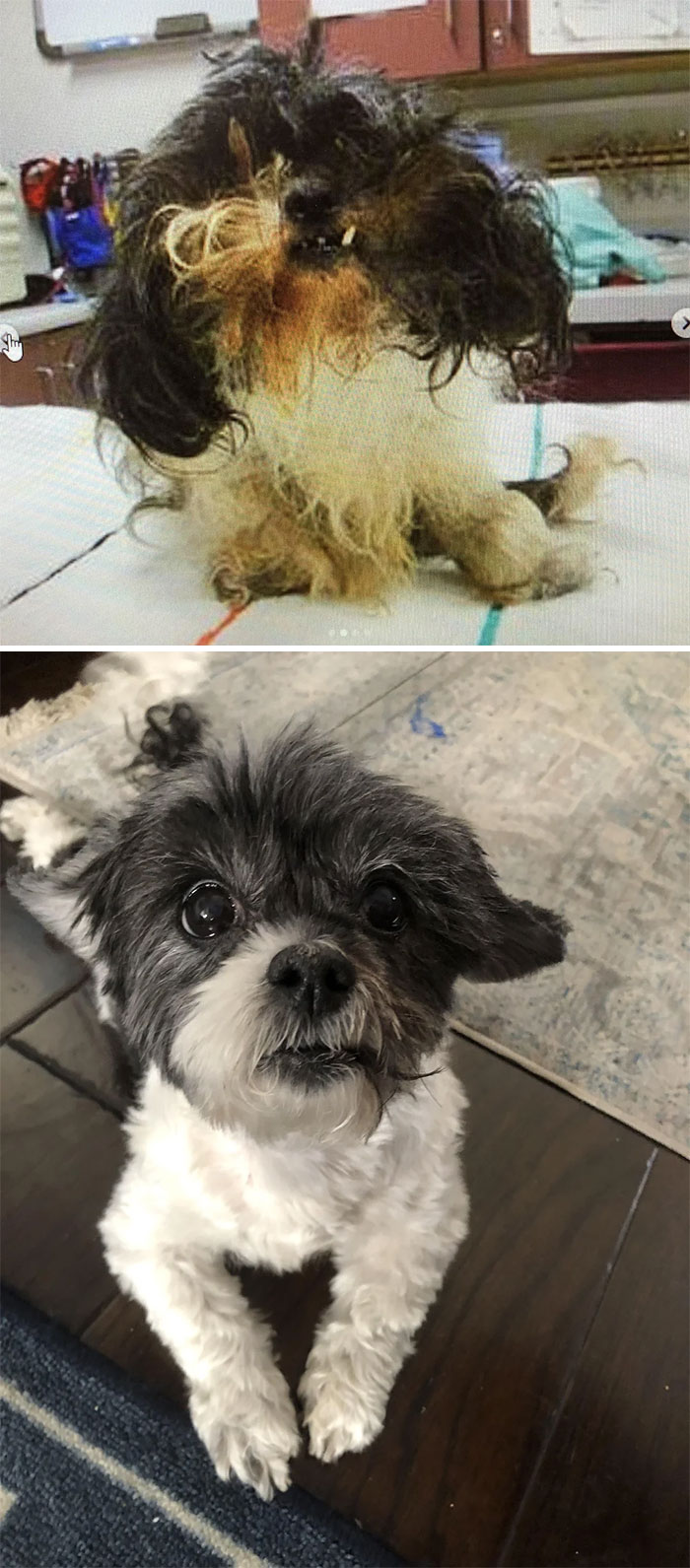Perrito antes y después de su rescate